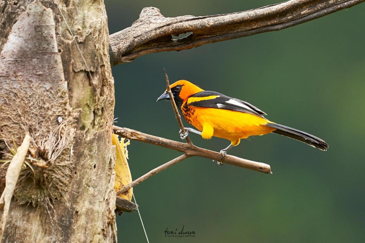 לינה וארוחת בוקר La Tigra  Birds & Breakfast Costa Rica מראה חיצוני תמונה