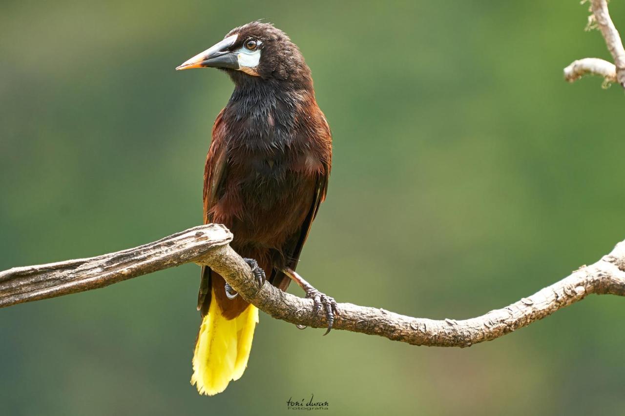 לינה וארוחת בוקר La Tigra  Birds & Breakfast Costa Rica מראה חיצוני תמונה