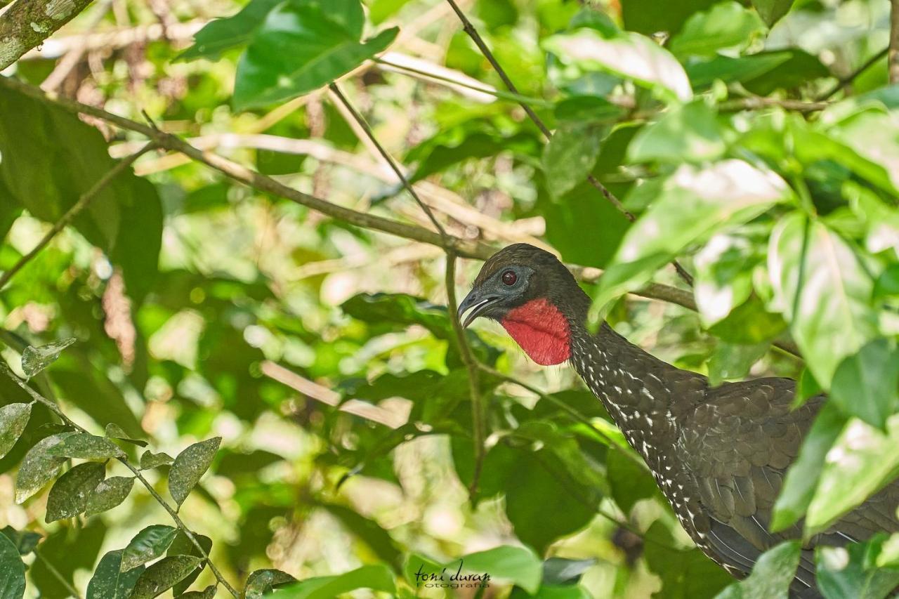 לינה וארוחת בוקר La Tigra  Birds & Breakfast Costa Rica מראה חיצוני תמונה