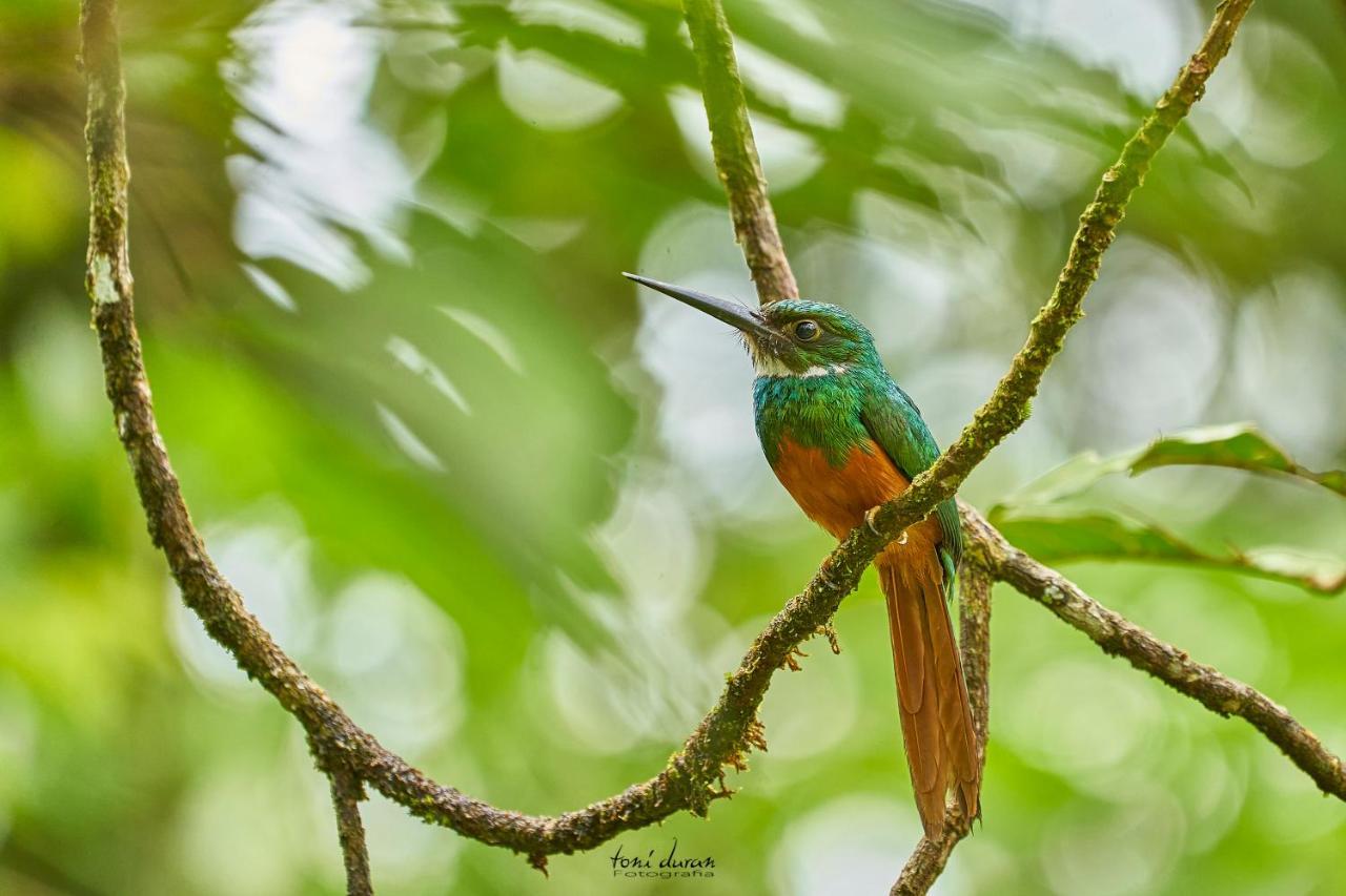 לינה וארוחת בוקר La Tigra  Birds & Breakfast Costa Rica מראה חיצוני תמונה