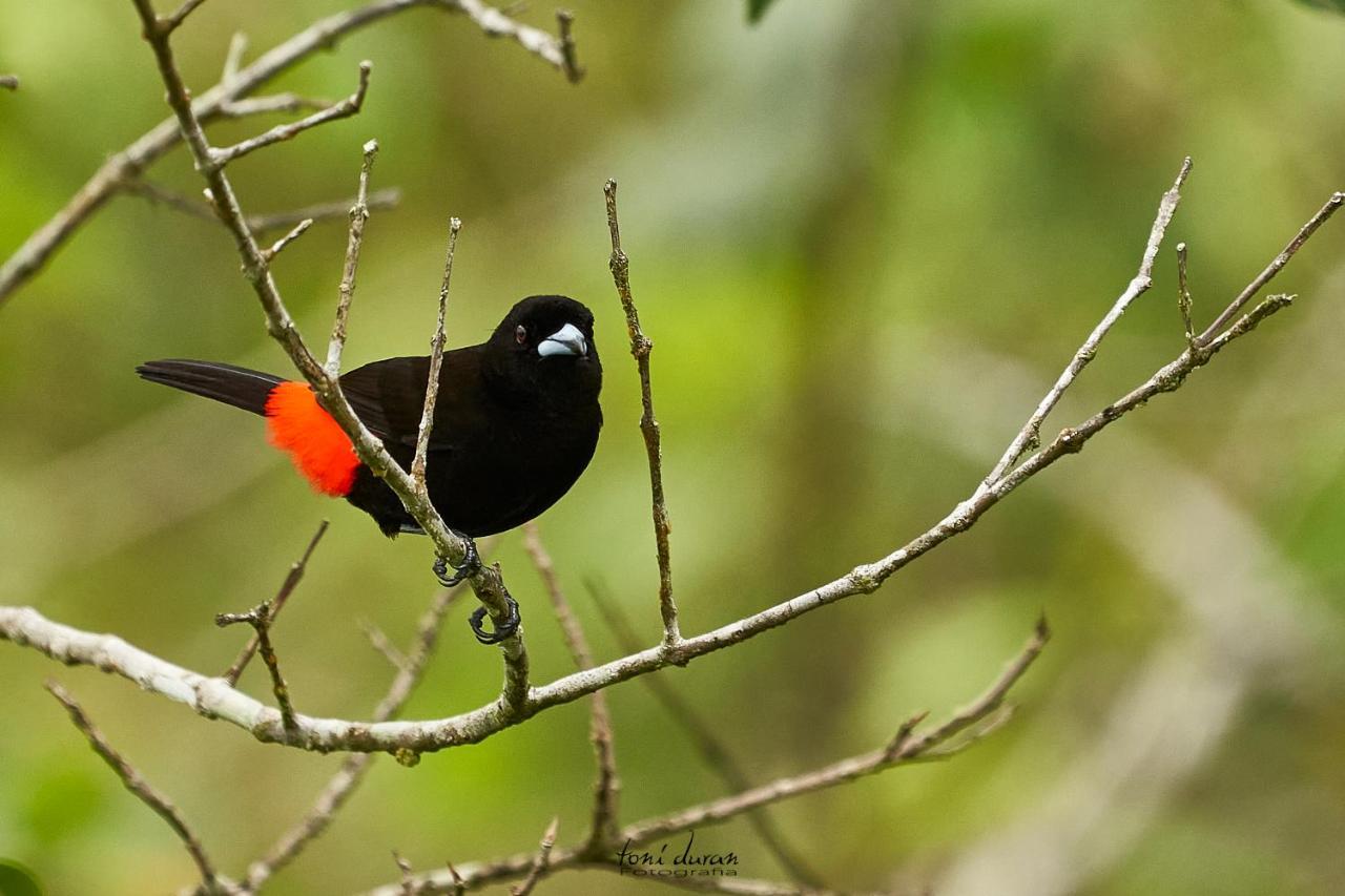 לינה וארוחת בוקר La Tigra  Birds & Breakfast Costa Rica מראה חיצוני תמונה
