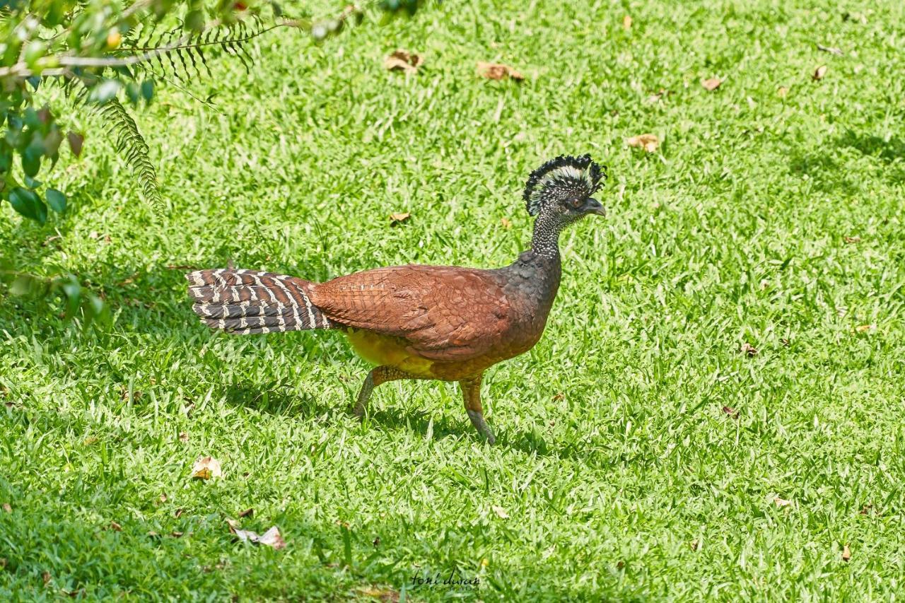 לינה וארוחת בוקר La Tigra  Birds & Breakfast Costa Rica מראה חיצוני תמונה