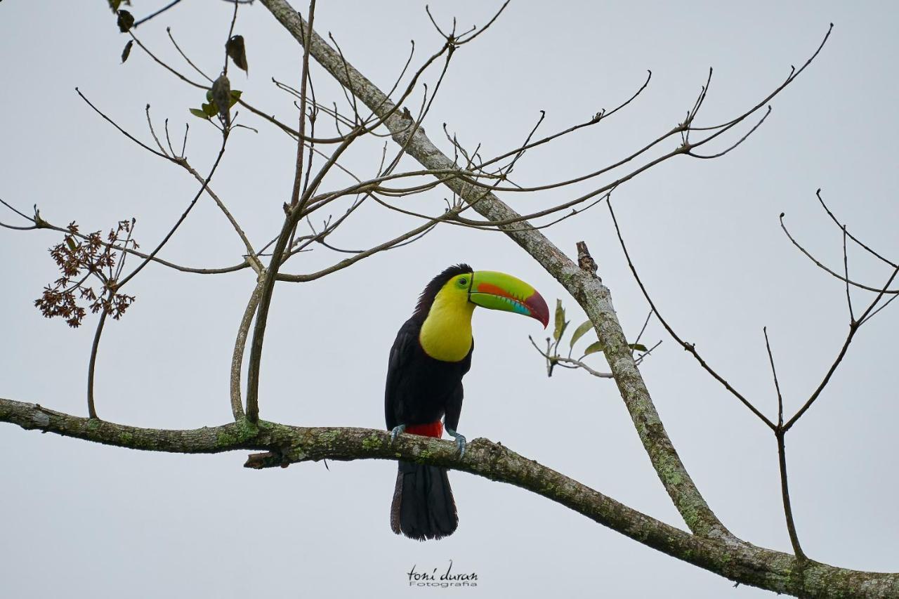 לינה וארוחת בוקר La Tigra  Birds & Breakfast Costa Rica מראה חיצוני תמונה