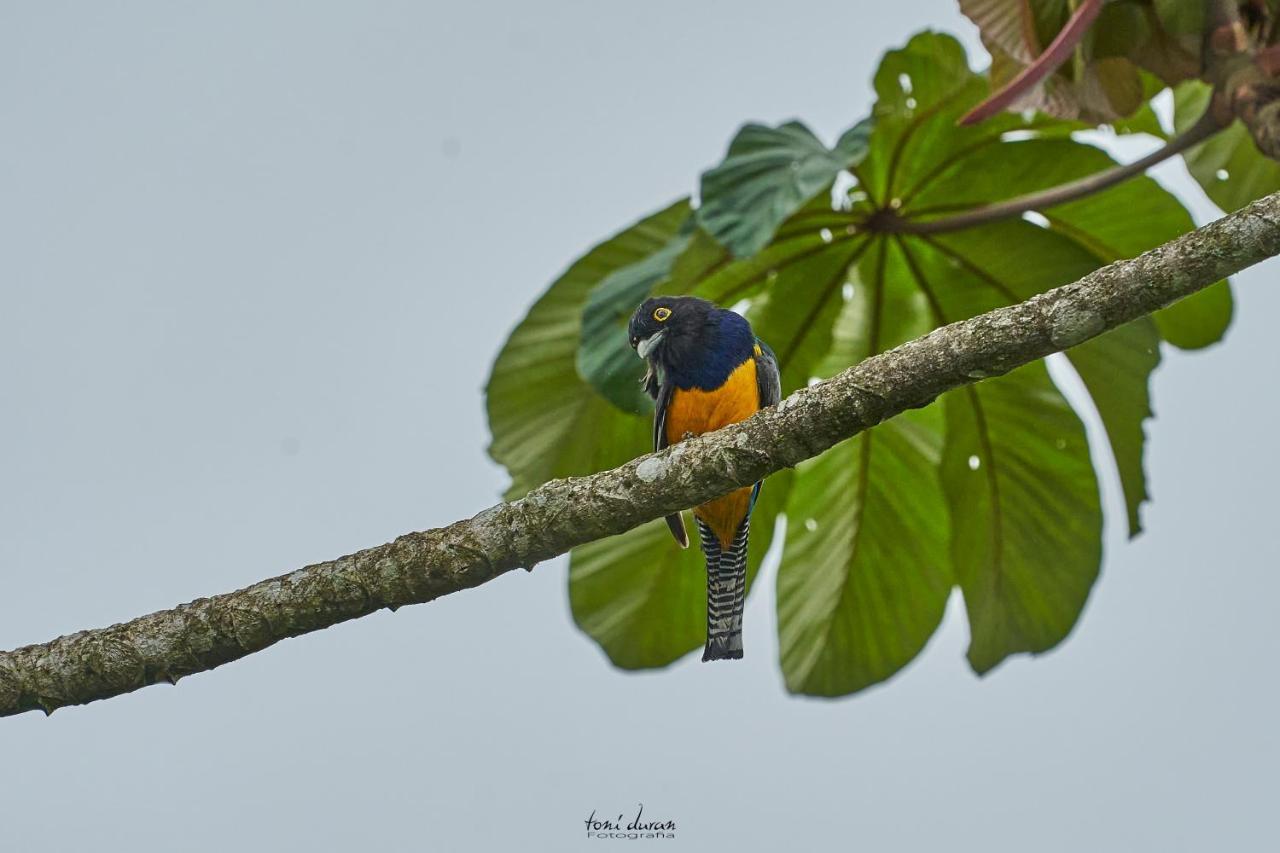 לינה וארוחת בוקר La Tigra  Birds & Breakfast Costa Rica מראה חיצוני תמונה