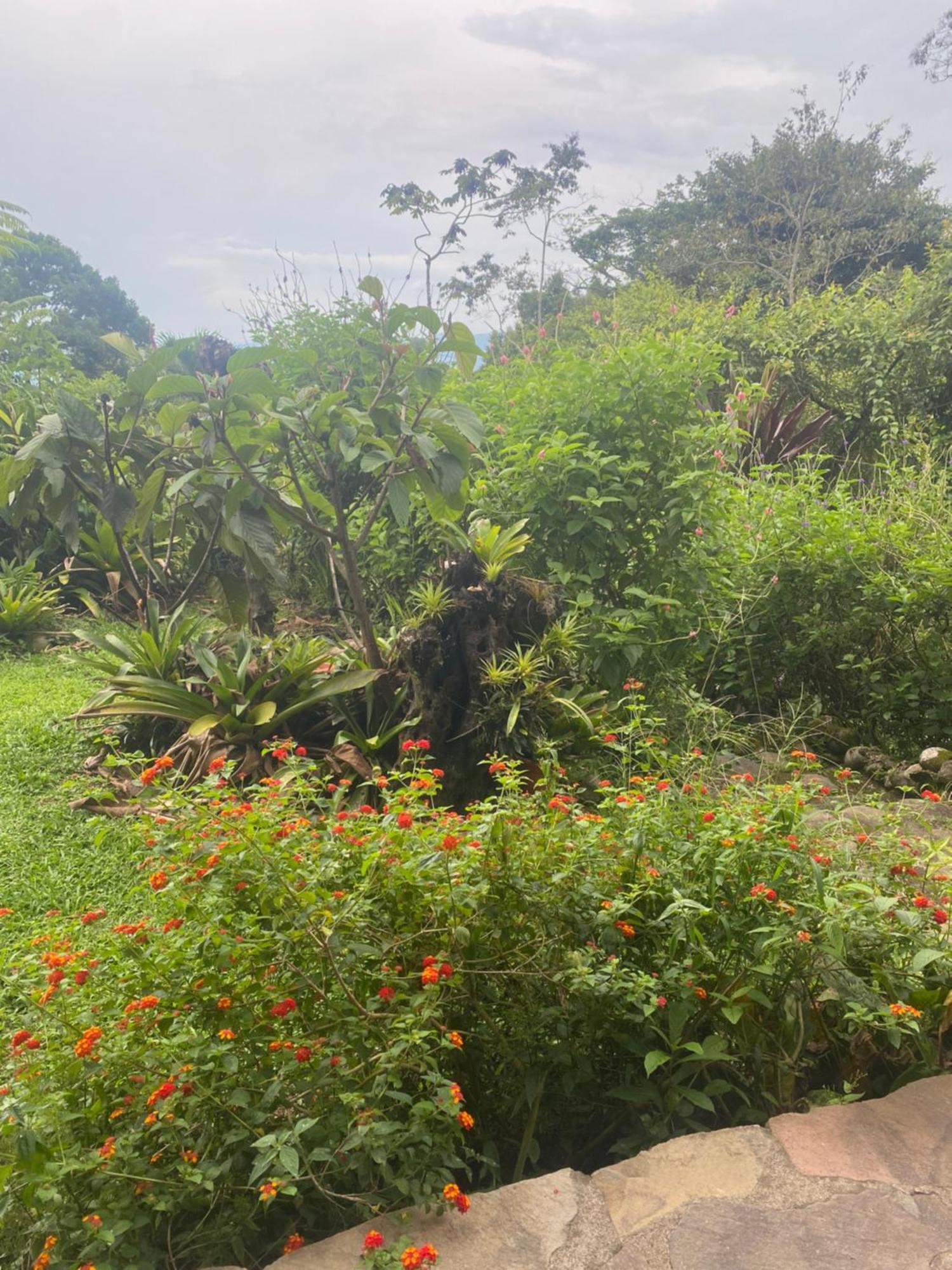 לינה וארוחת בוקר La Tigra  Birds & Breakfast Costa Rica מראה חיצוני תמונה
