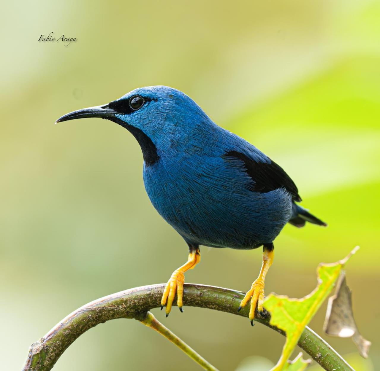 לינה וארוחת בוקר La Tigra  Birds & Breakfast Costa Rica מראה חיצוני תמונה